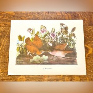 Audubon Birds of America Lithograph Print, Key West Quail Dove